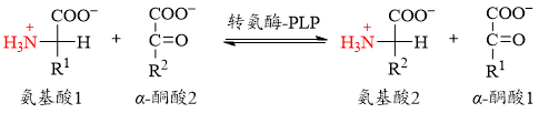 转氨反应式