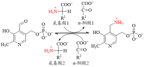 转氨反应机理